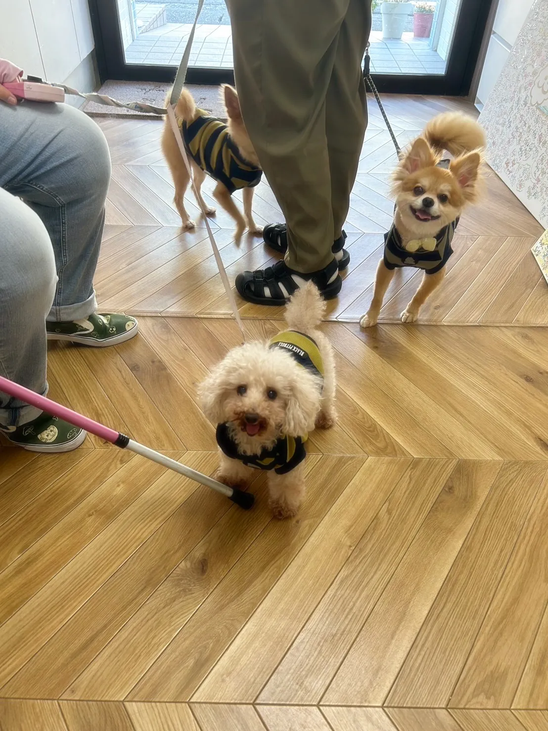 【本日のご来店わんこ🐶】海翔（かいと）くん、宇宙（そら）くん...