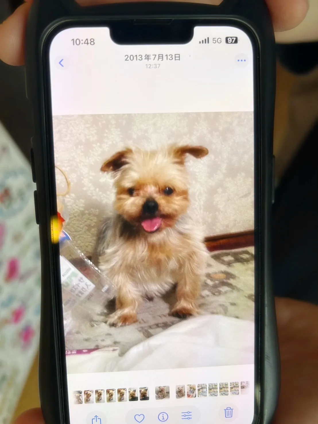 【ご来店わんこ🐶】梅三郎（うめさぶろう）くん＆雪文（ゆきふみ...