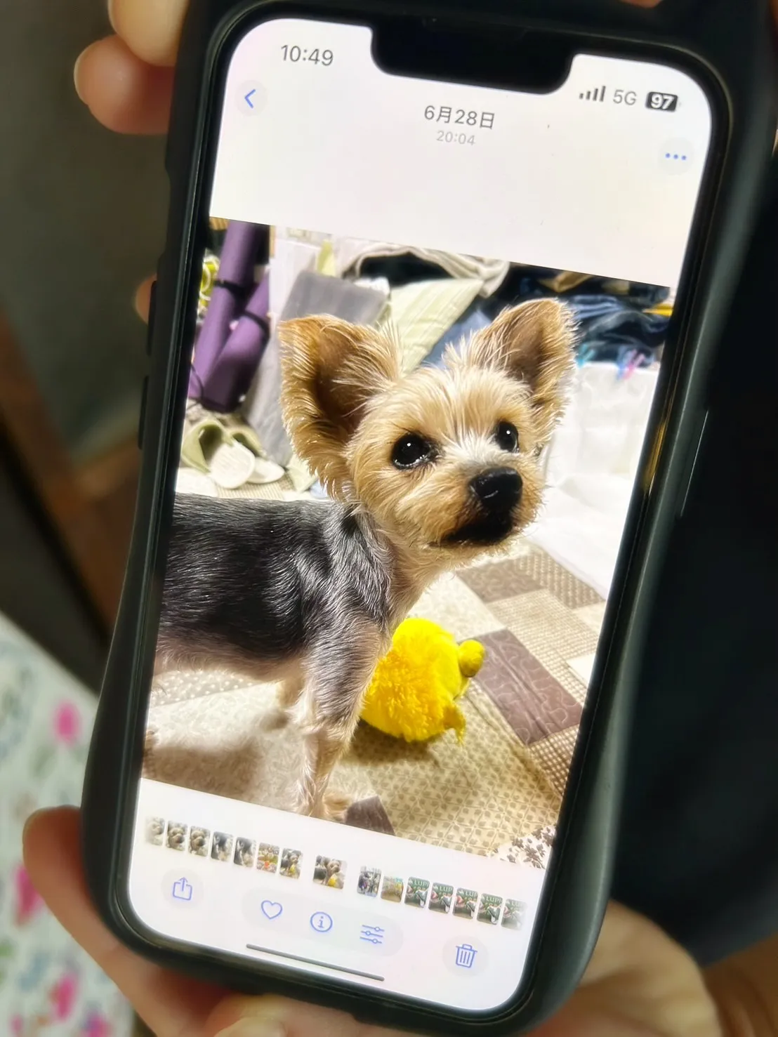 【ご来店わんこ🐶】梅三郎（うめさぶろう）くん＆雪文（ゆきふみ...