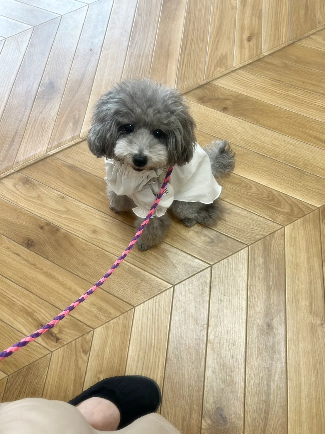 【ご来店わんこ🐶】はなちゃん（イタグレ）＆あんちゃん（トイプ...