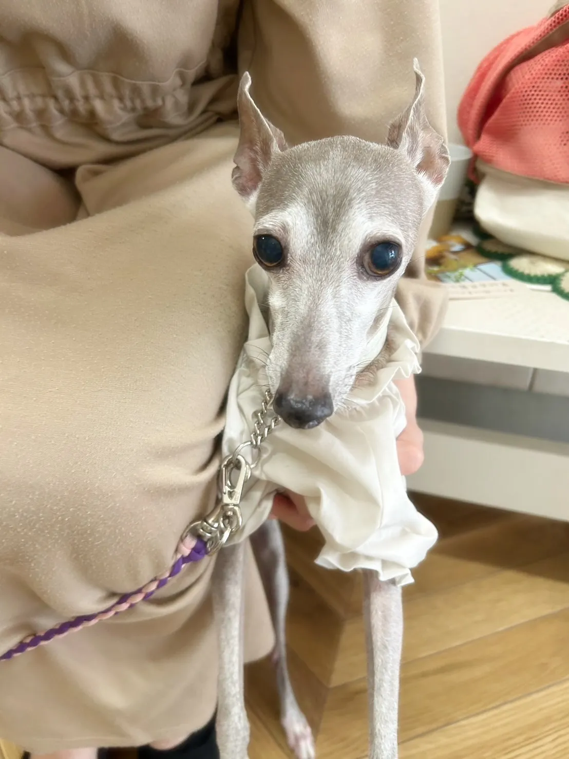 【ご来店わんこ🐶】はなちゃん（イタグレ）＆あんちゃん（トイプ...