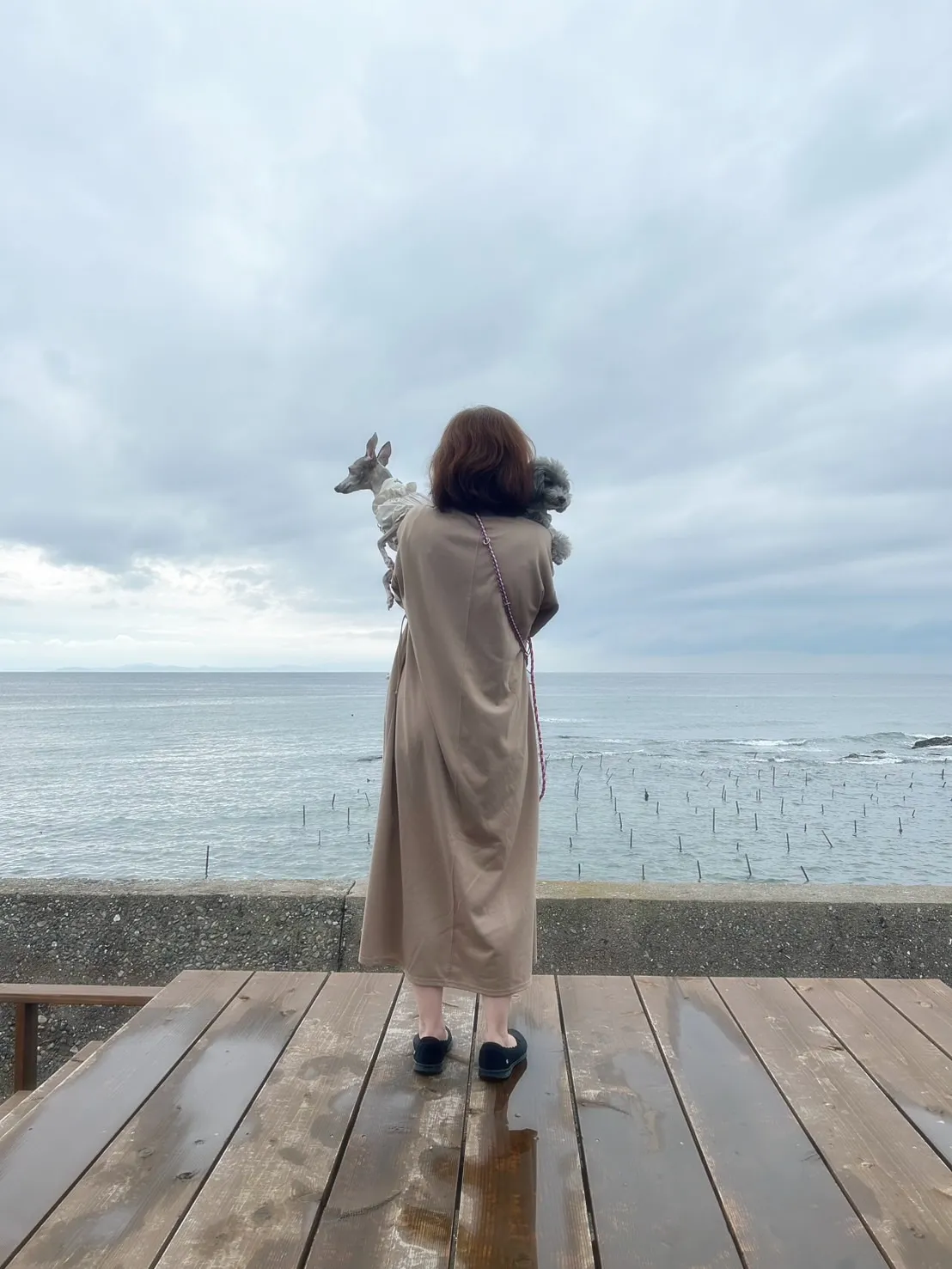 【ご来店わんこ🐶】はなちゃん（イタグレ）＆あんちゃん（トイプ...