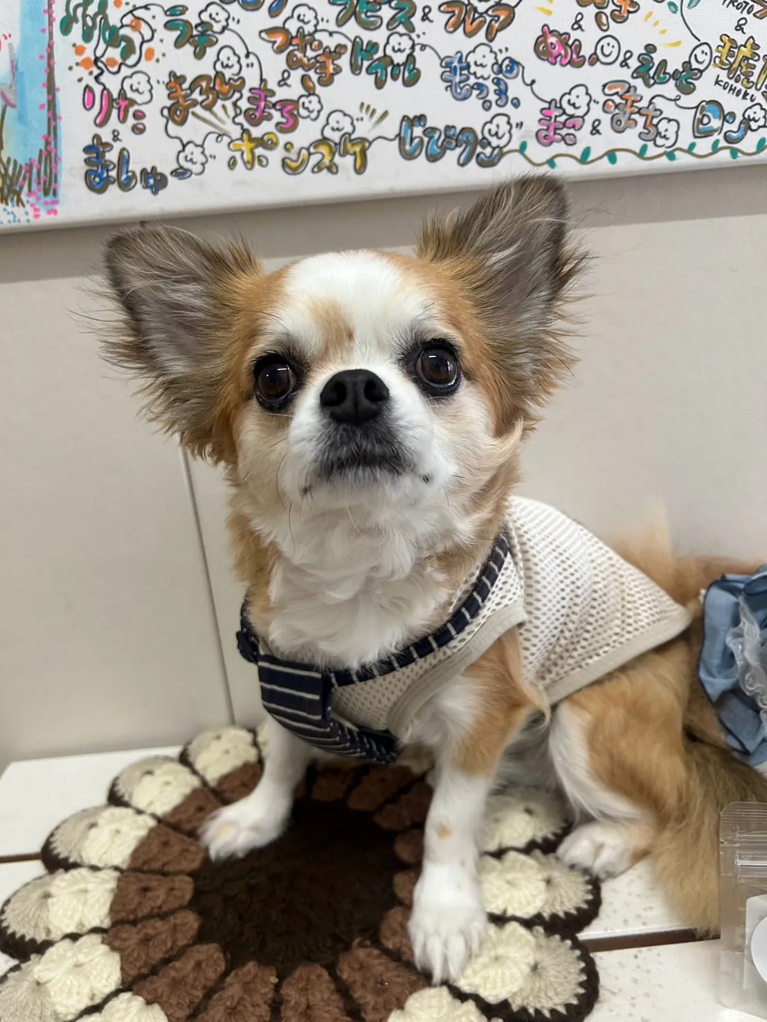 【ご来店わんこ🐶】