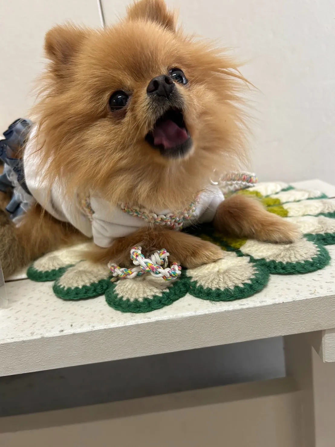 【ご来店わんこ🐶】