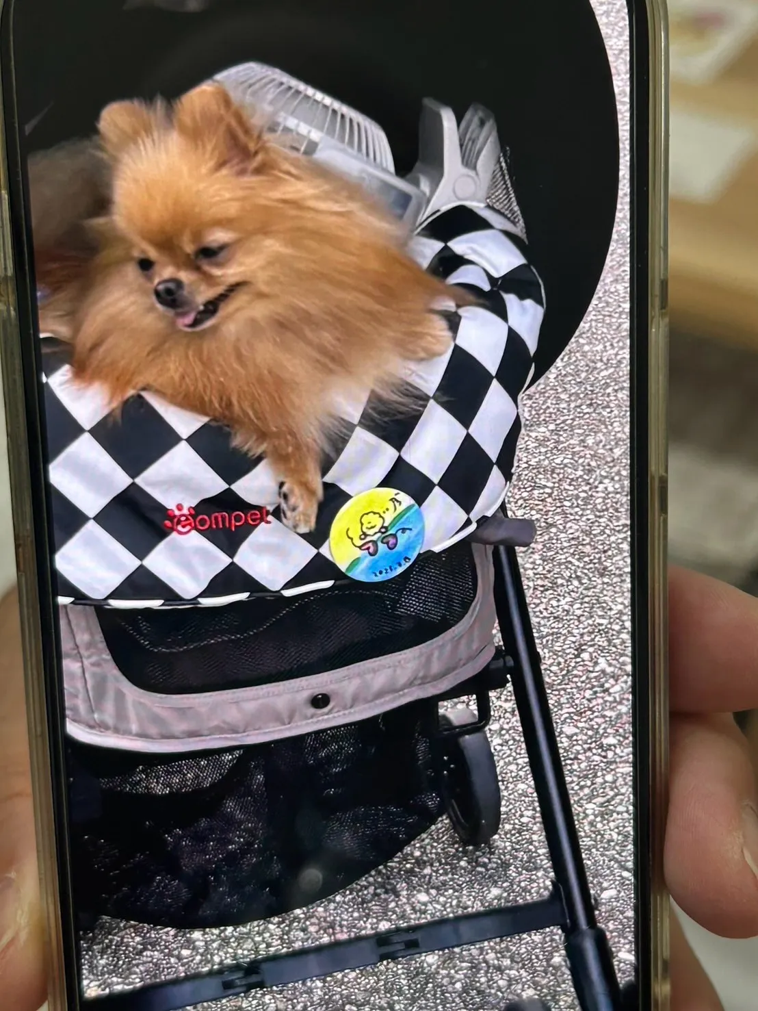 【ご来店わんこ🐶】