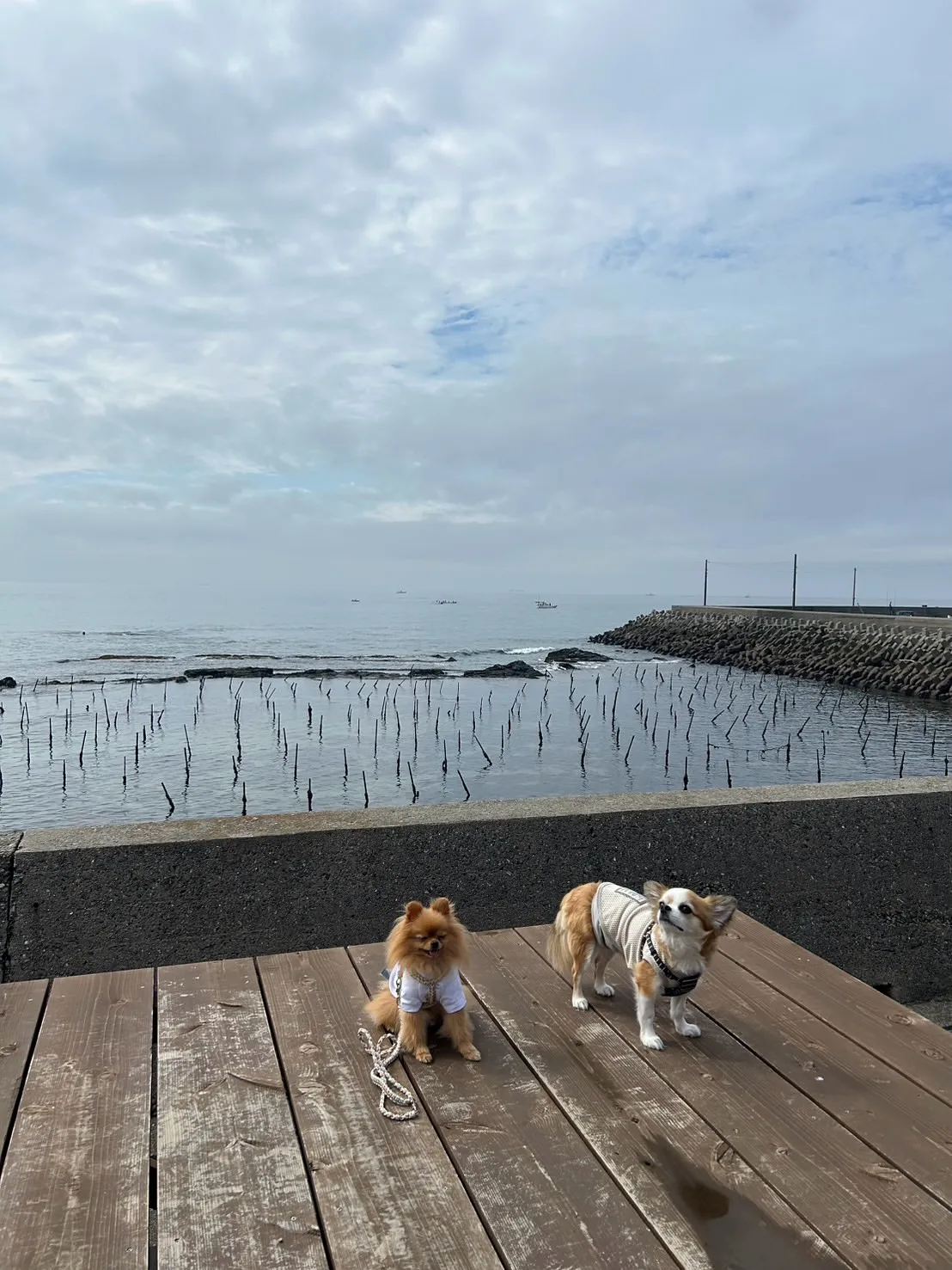 【ご来店わんこ🐶】