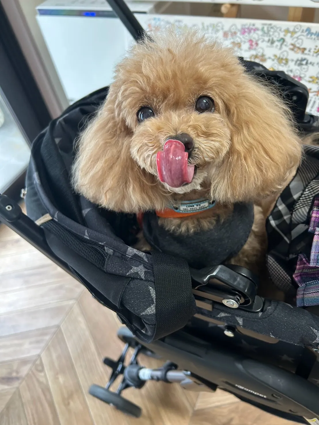 【ふりりのご来店わんこ🐾】ルナちゃん（トイプードル・9歳）＆...