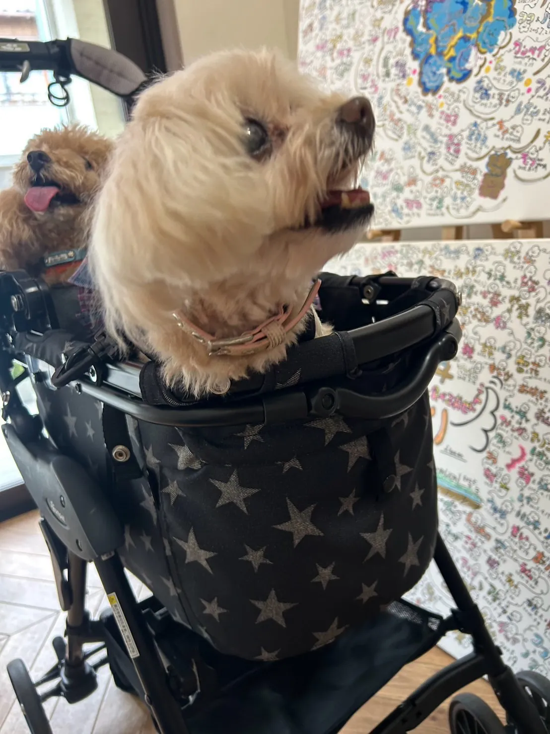 【ふりりのご来店わんこ🐾】ルナちゃん（トイプードル・9歳）＆...