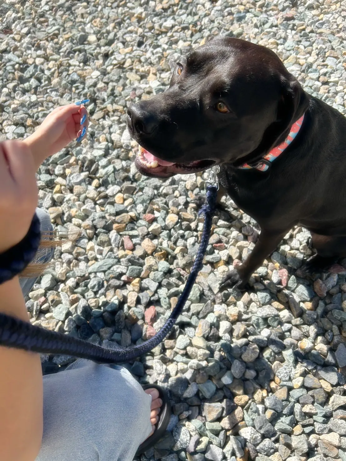 【ふりりのご来店わんこ🐾】ジンくん（2歳）🐶✨