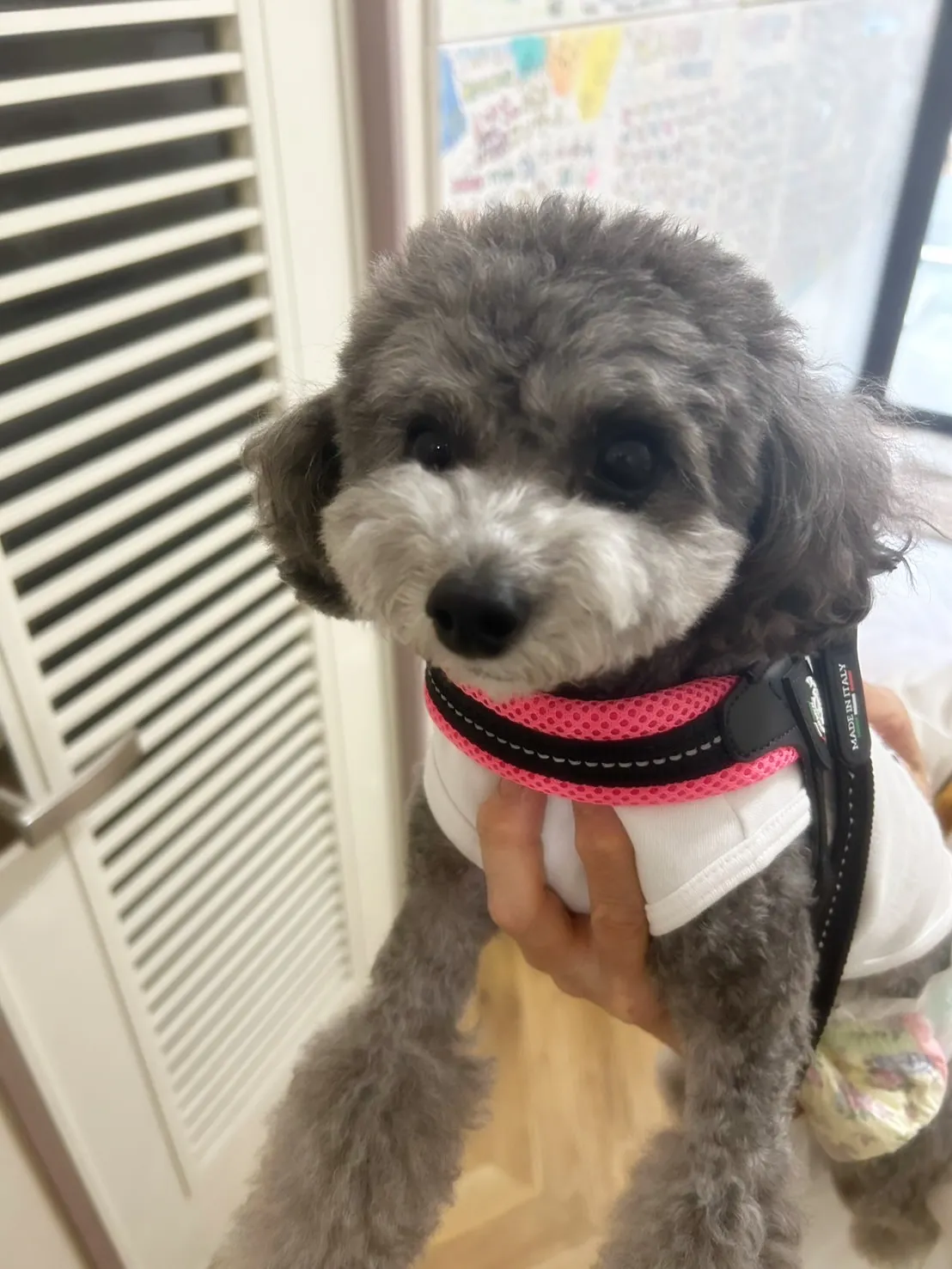 【ふりりご来店わんこ🐾】ルナちゃん(トイプードル)🐩💗