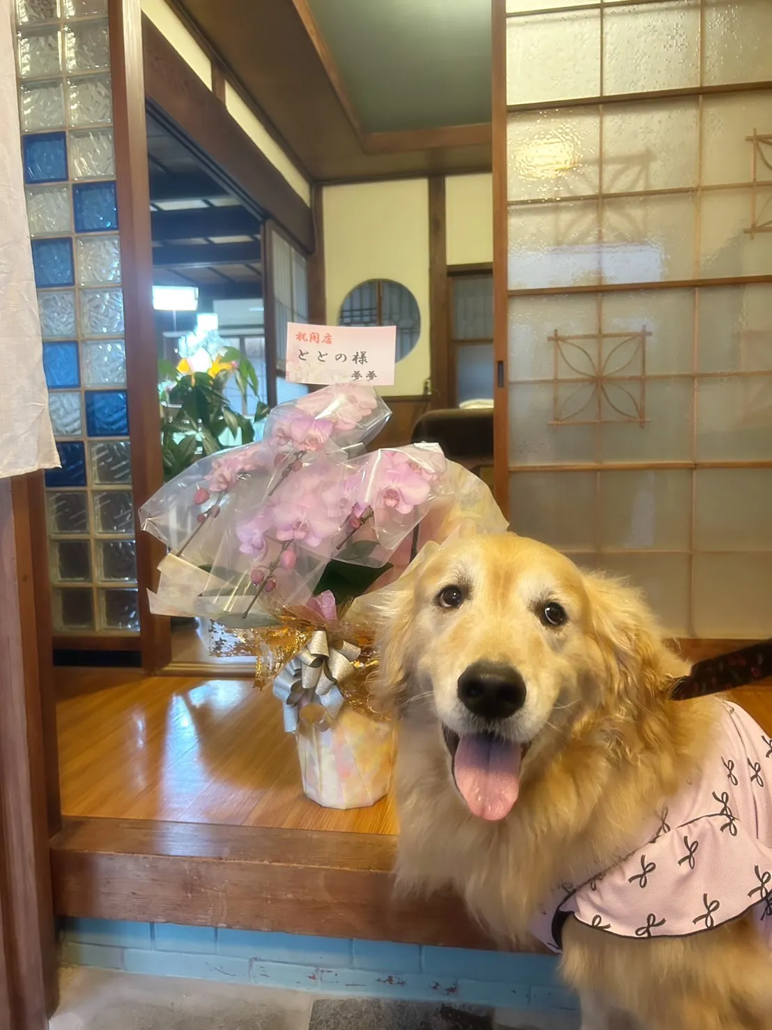 【ふりり&ととのご来店わんこ🐾】夢夢(むむ)ちゃん(ゴールデ...