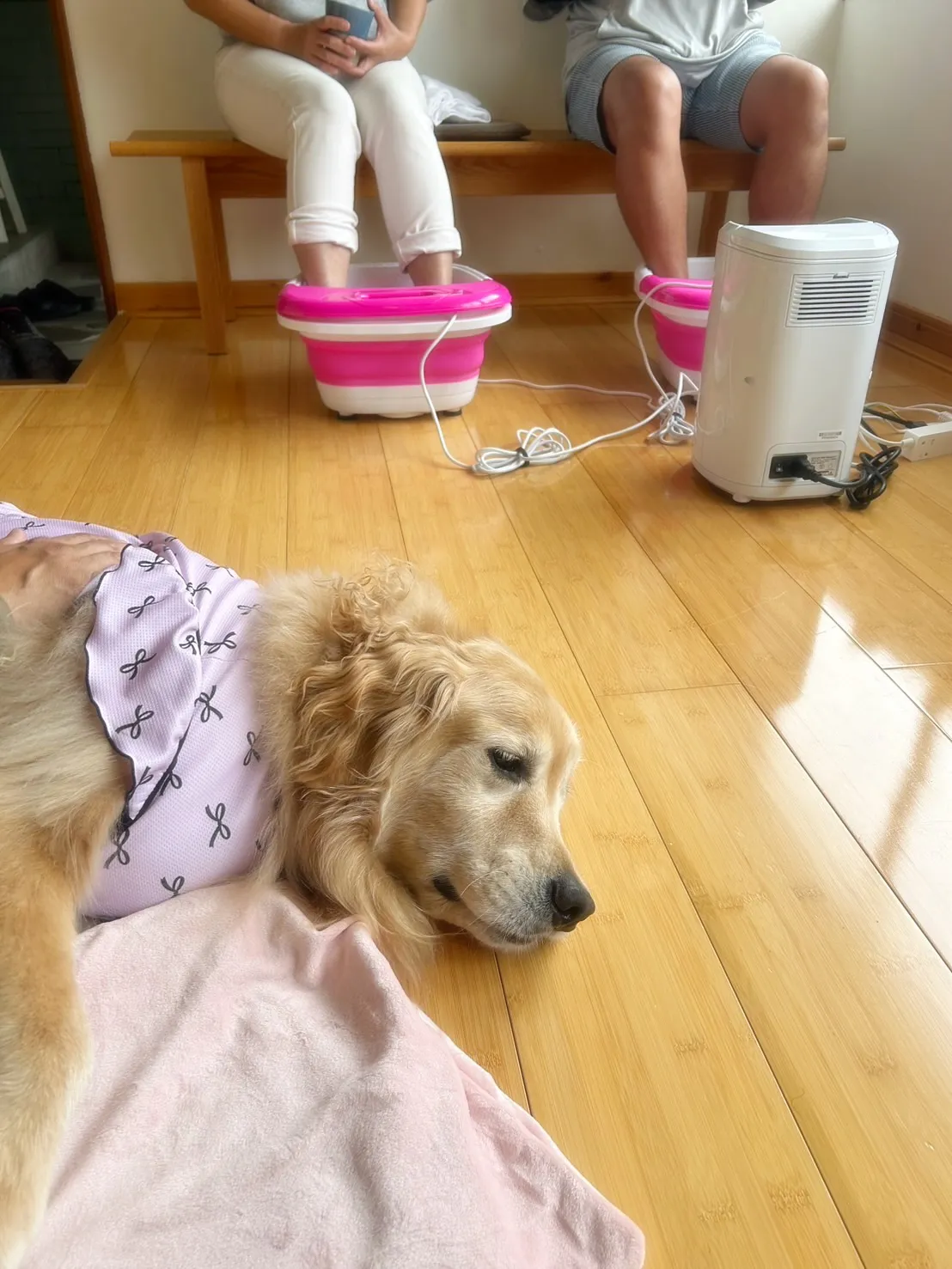 【ふりり&ととのご来店わんこ🐾】夢夢(むむ)ちゃん(ゴールデ...