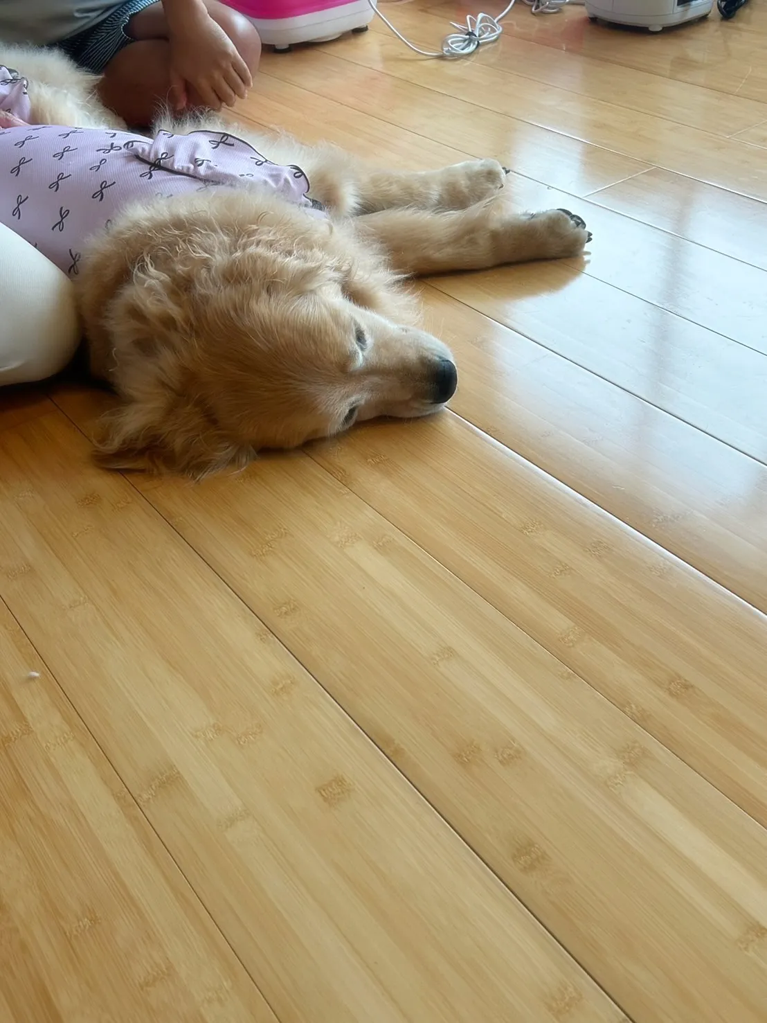 【ふりり&ととのご来店わんこ🐾】夢夢(むむ)ちゃん(ゴールデ...