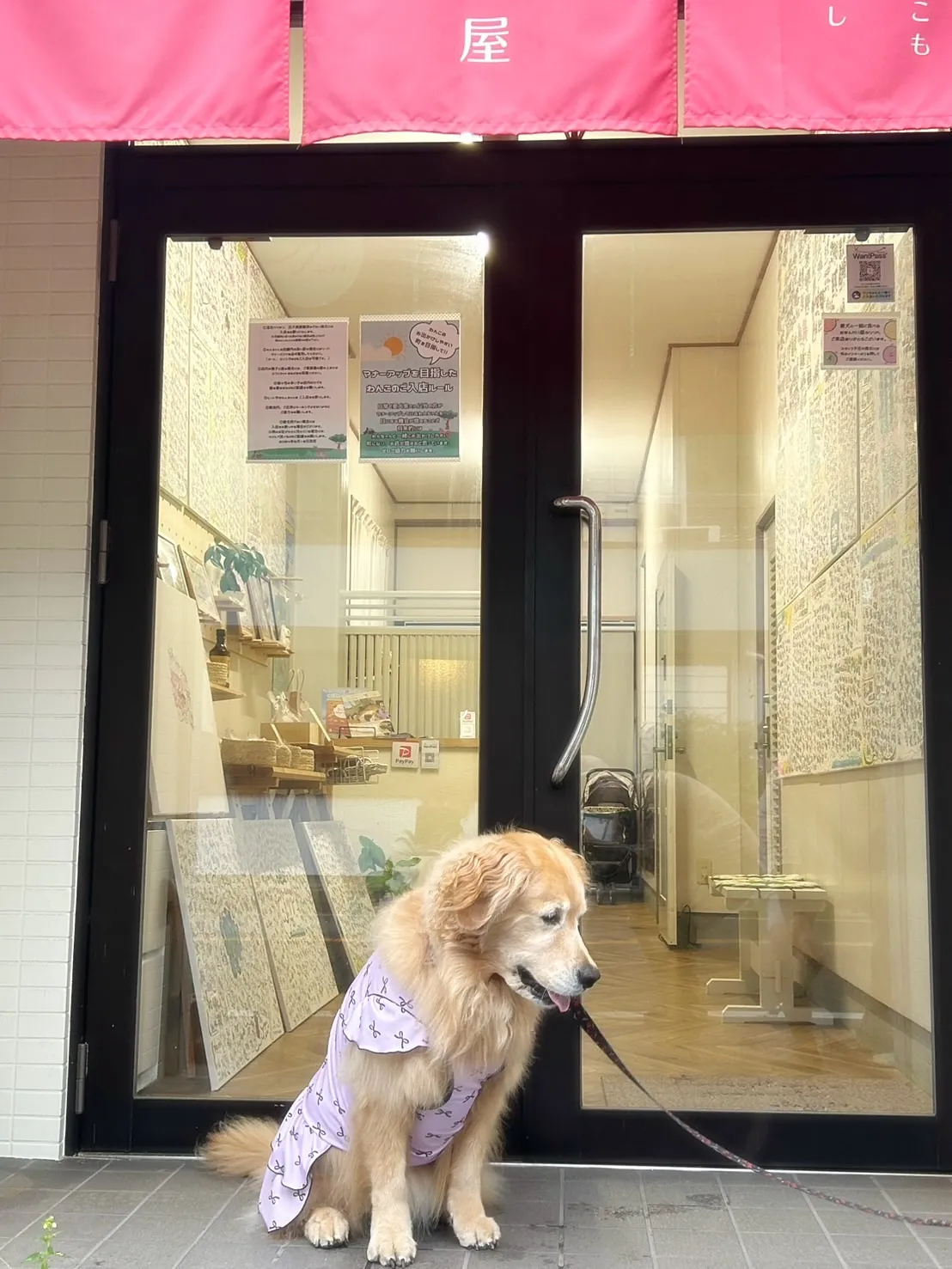 【ふりり&ととのご来店わんこ🐾】夢夢(むむ)ちゃん(ゴールデ...