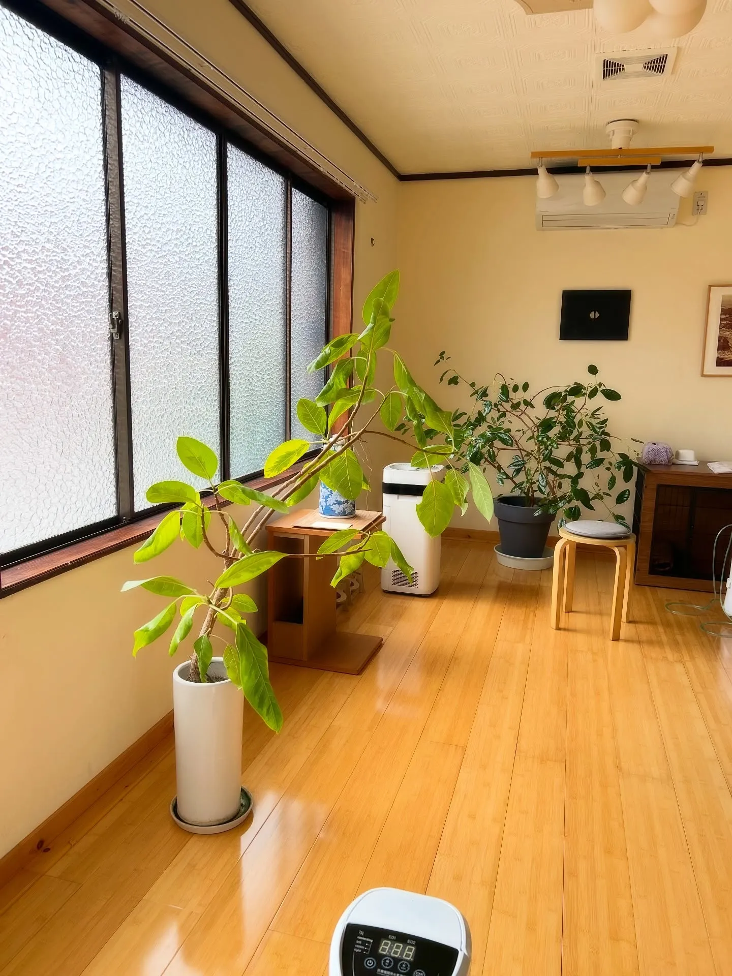 【ふりり&ととのご来店わんこ🐾】夢夢(むむ)ちゃん(ゴールデ...