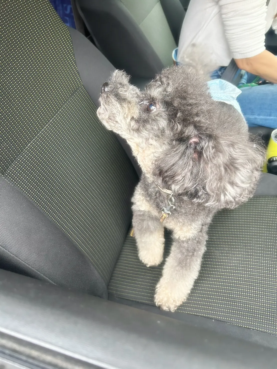 【ふりりご来店わんこ🐾】