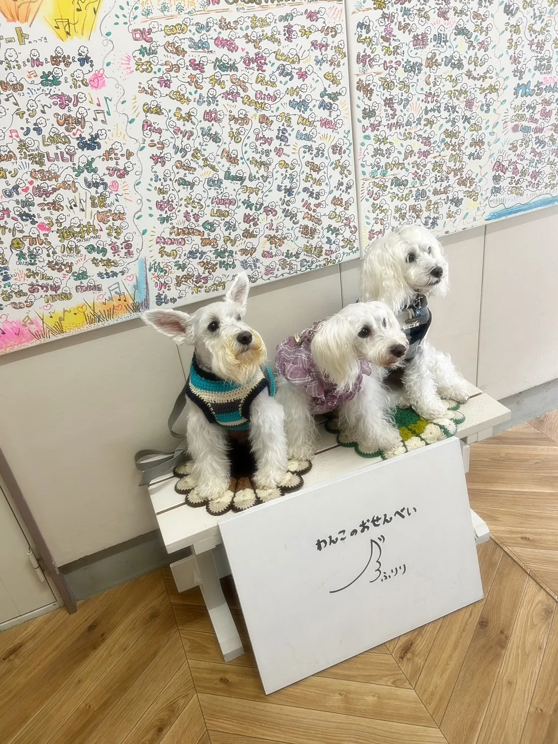 【ふりりご来店わんこ🐾】ラッキーくん(11歳)🌸、そして遠方...