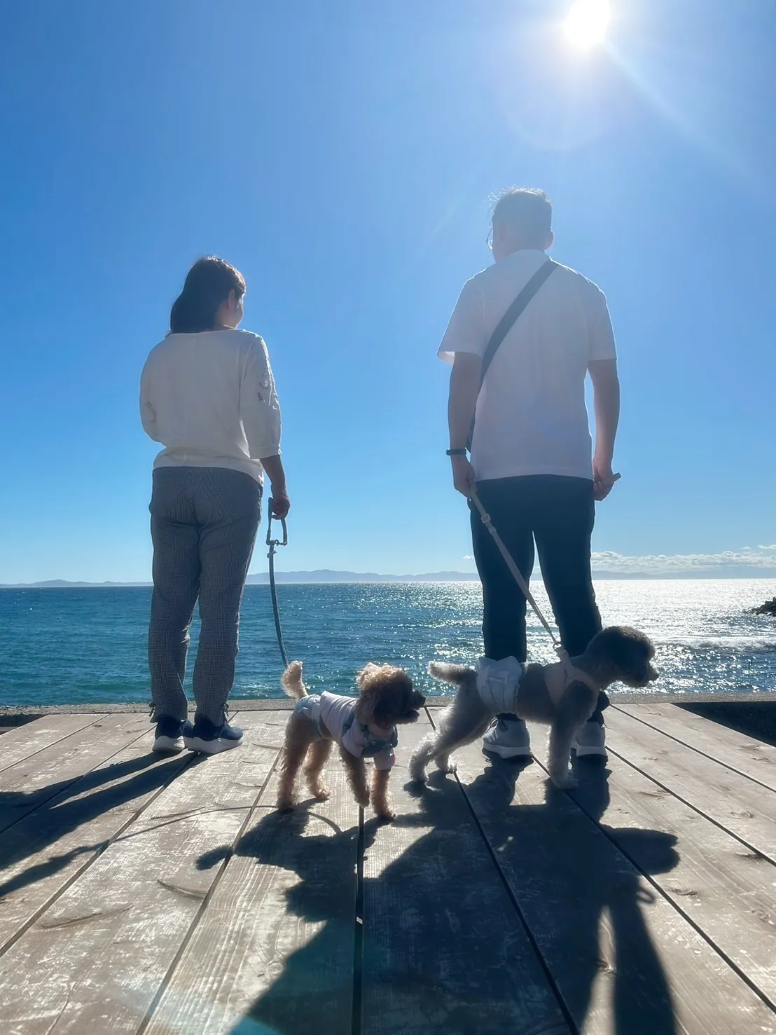 【ふりりのご来店わんこ🐾】