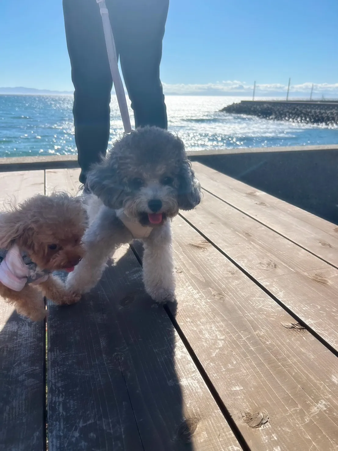 【ふりりのご来店わんこ🐾】