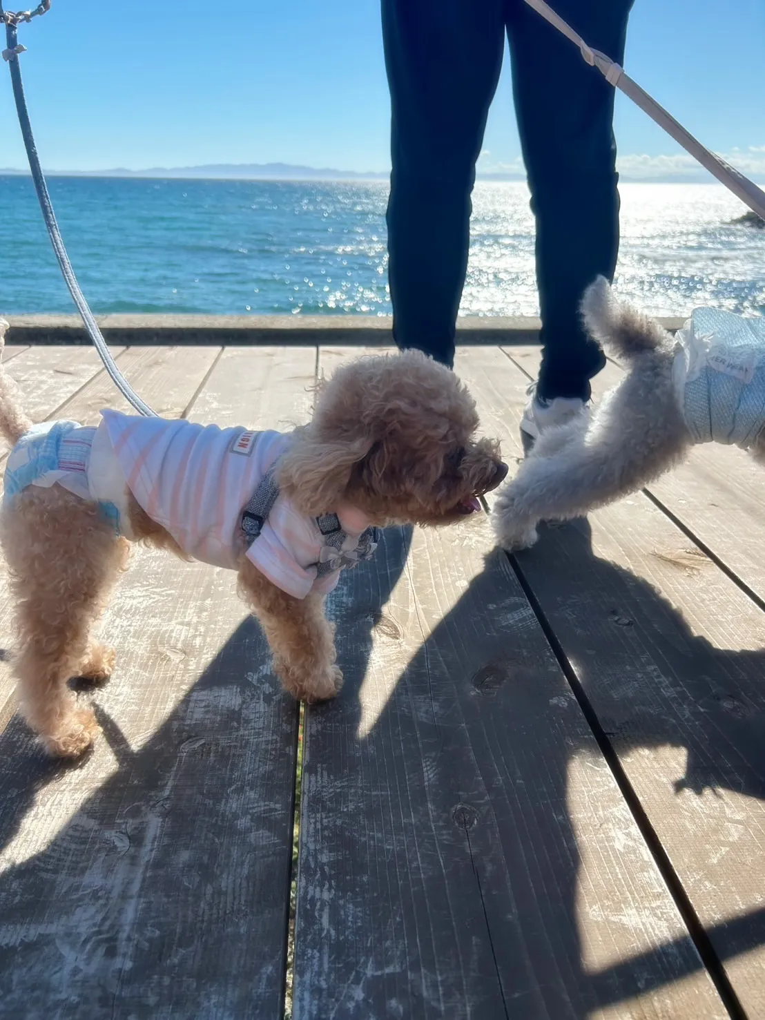 【ふりりのご来店わんこ🐾】