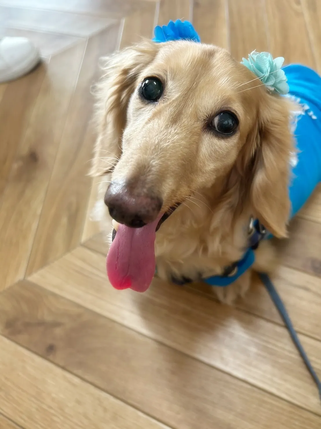 【ご来店わんこ🐾】