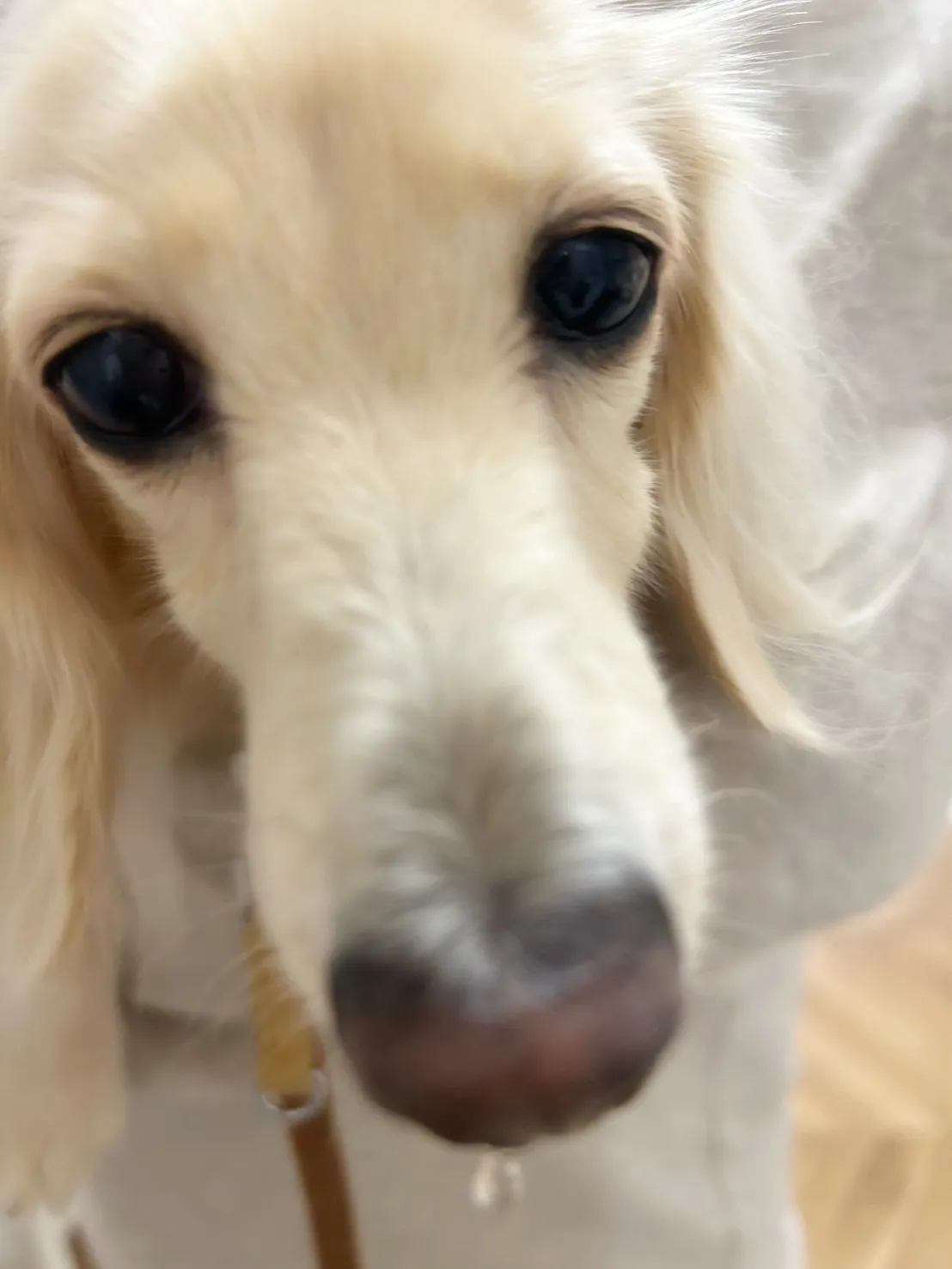 【ふりりのご来店わんこ🐾】