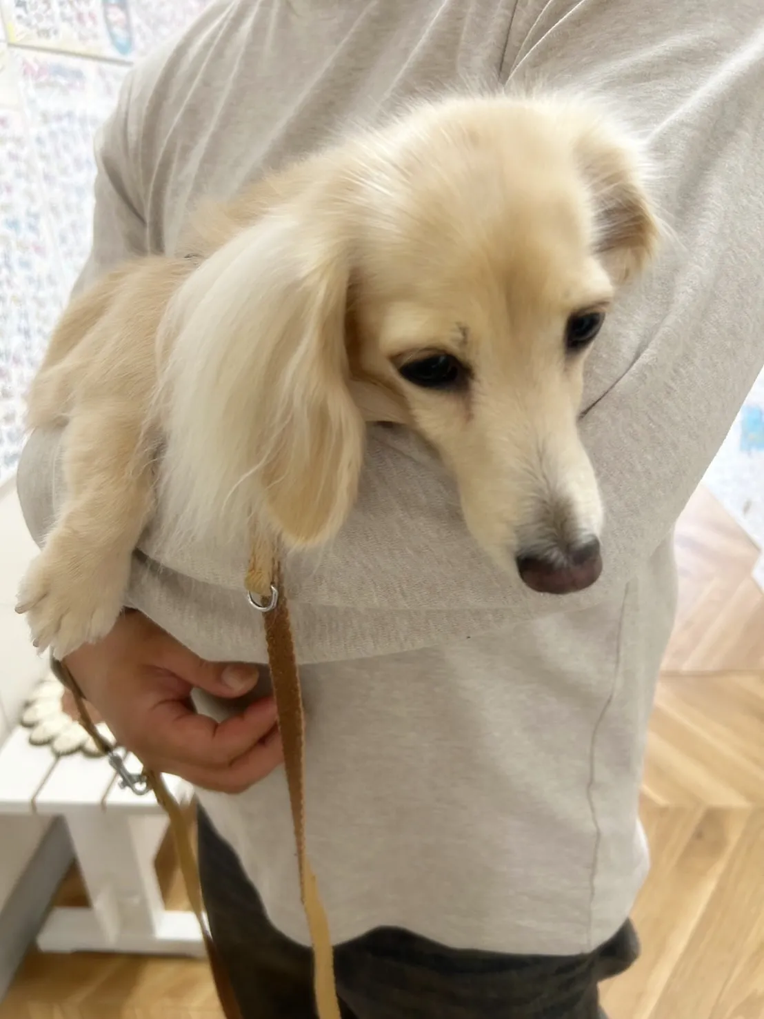 【ふりりのご来店わんこ🐾】