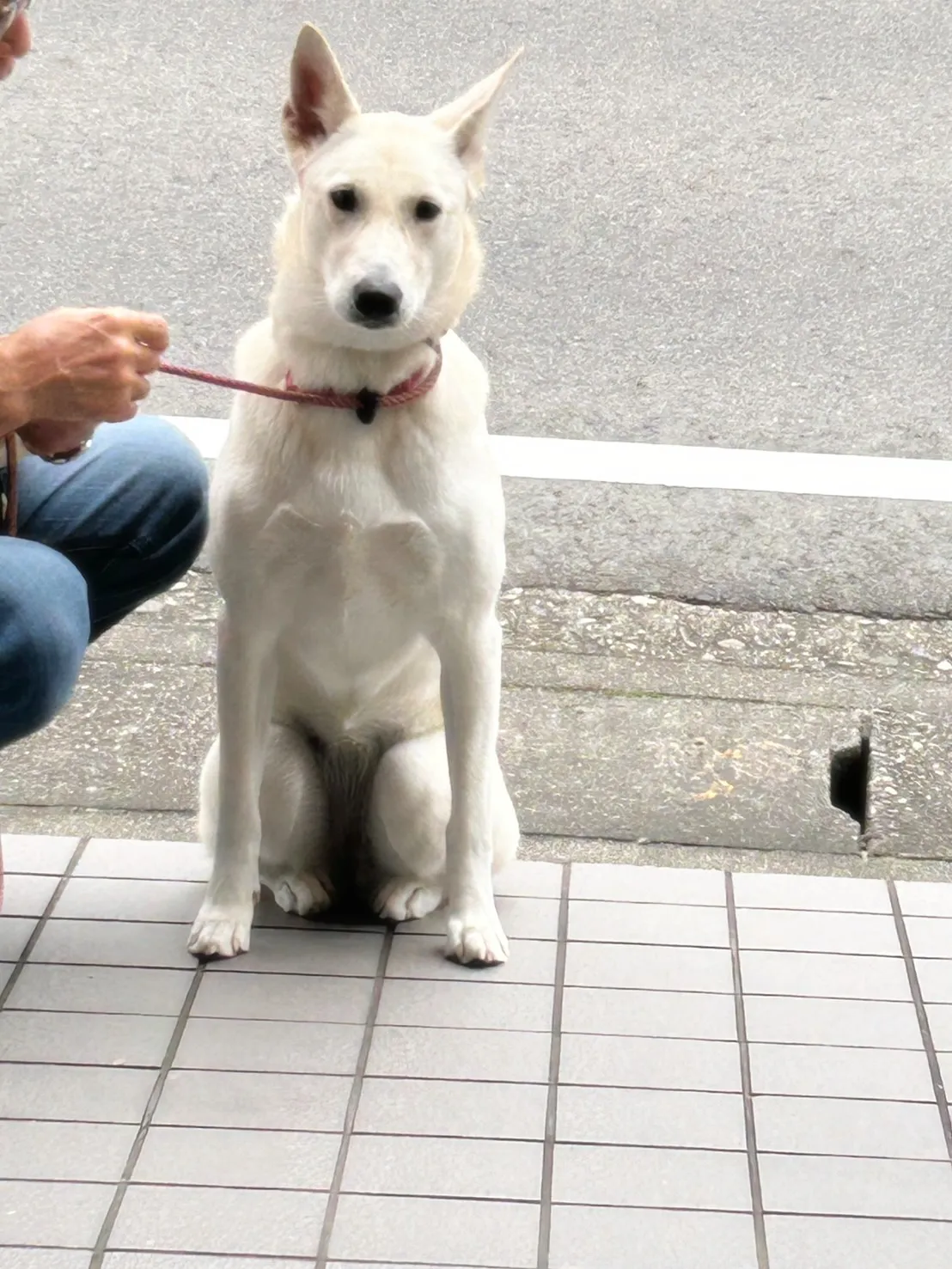 【ご来店わんこ🐾】