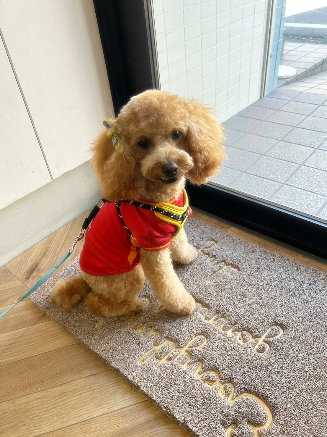 【ご来店わんこ🐾】