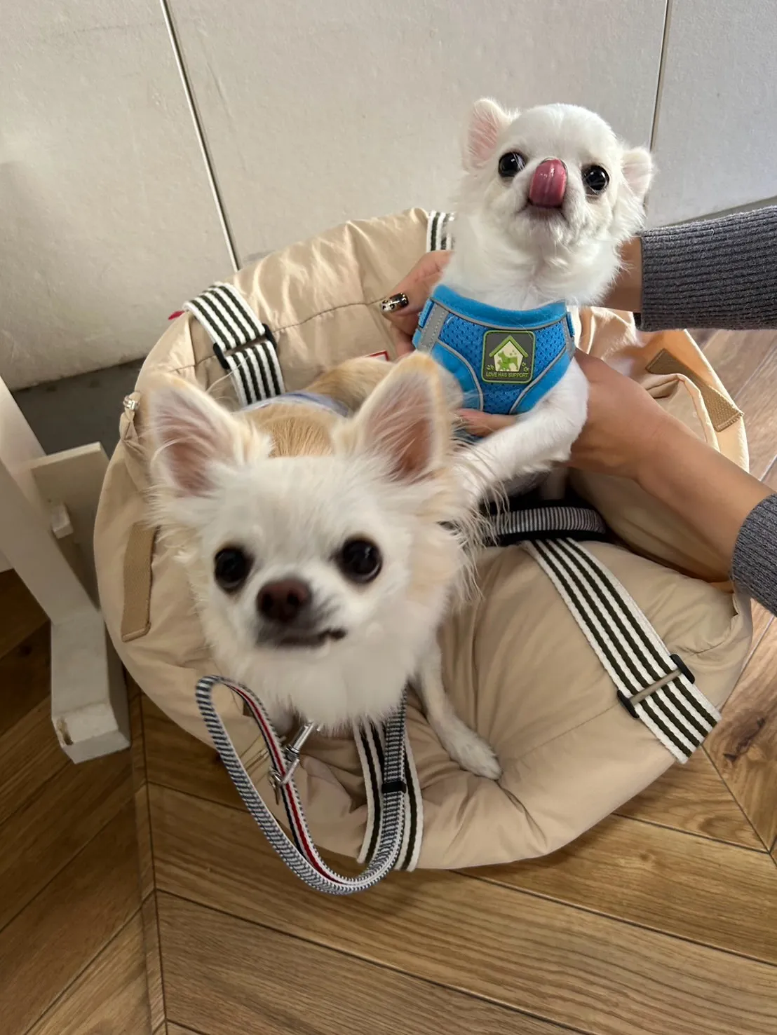 【ご来店わんこ🐾】ベルくん(チワワ・2歳)&ルビーくん(チワ...