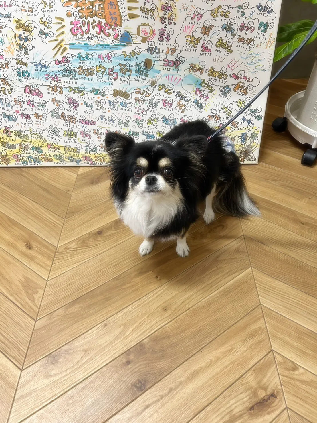 đŒ ăăăĄăăïŒăăŻăŻ5æłïŒïŒćć€ć±ăă ăŻăăăŠăźăæ„ćș