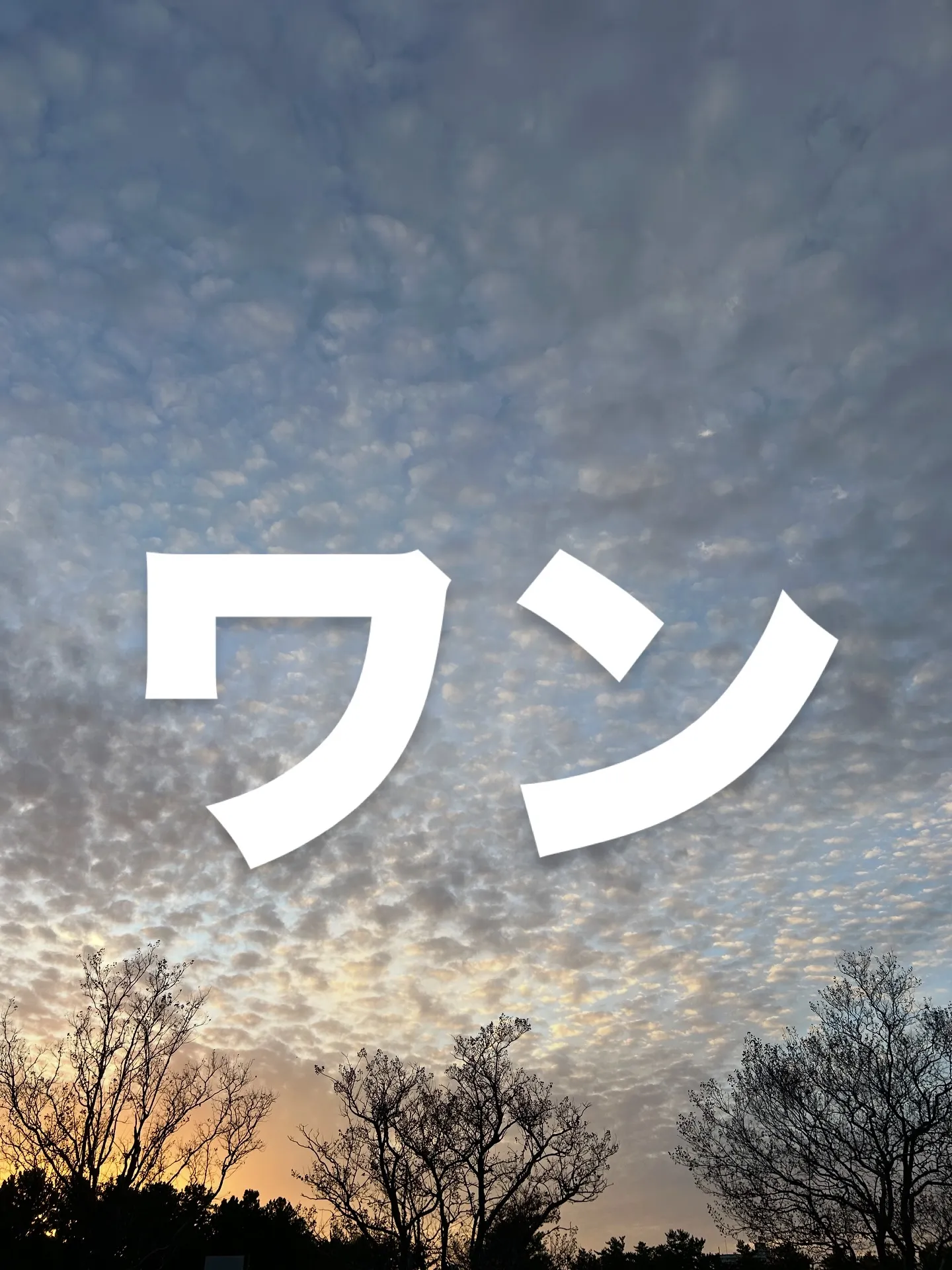 ワンまるプチに会いに来てくれてありがとうございます😊