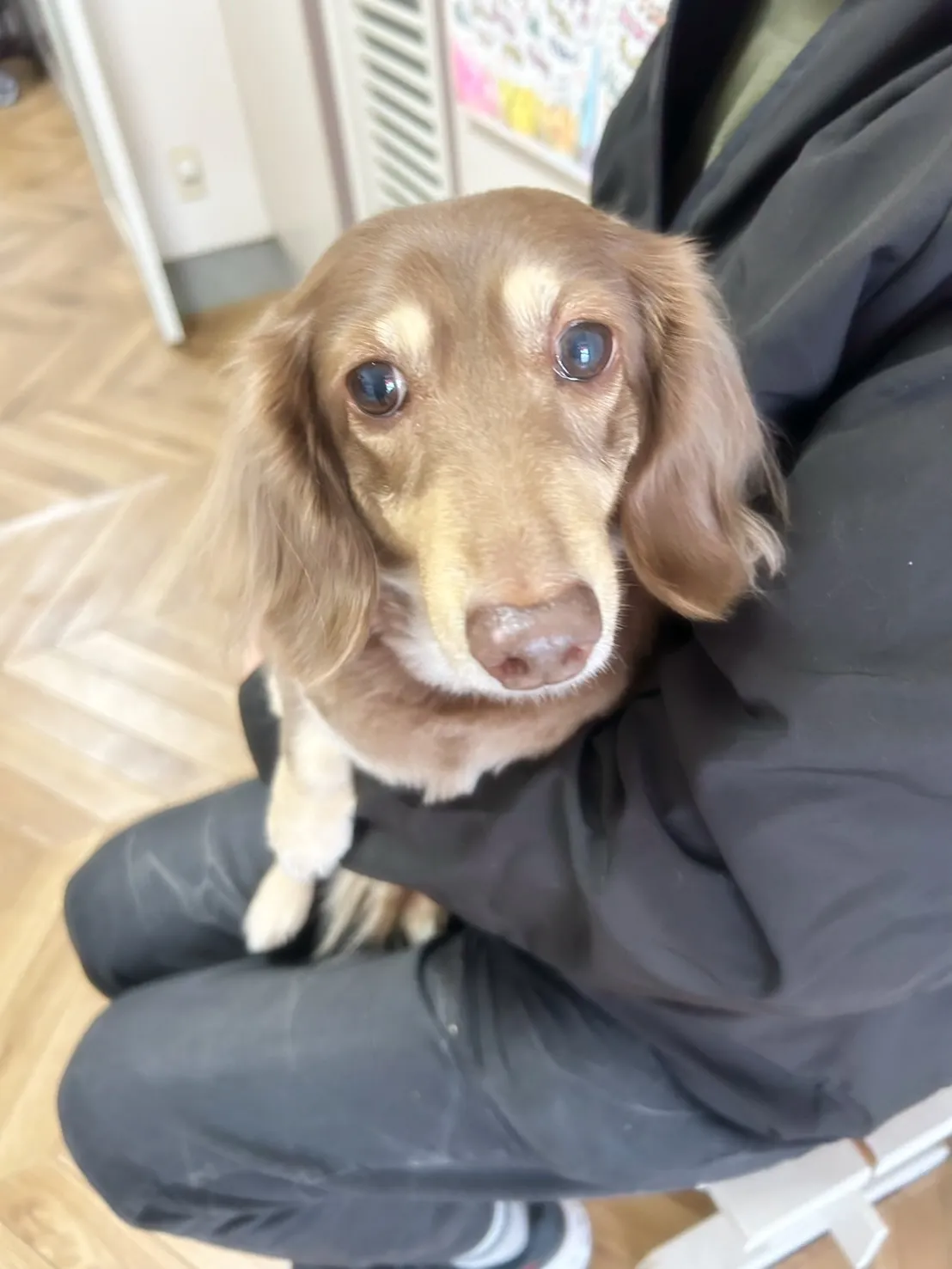 真凜（まりん）ちゃん｜ミニチュアダックス 9歳