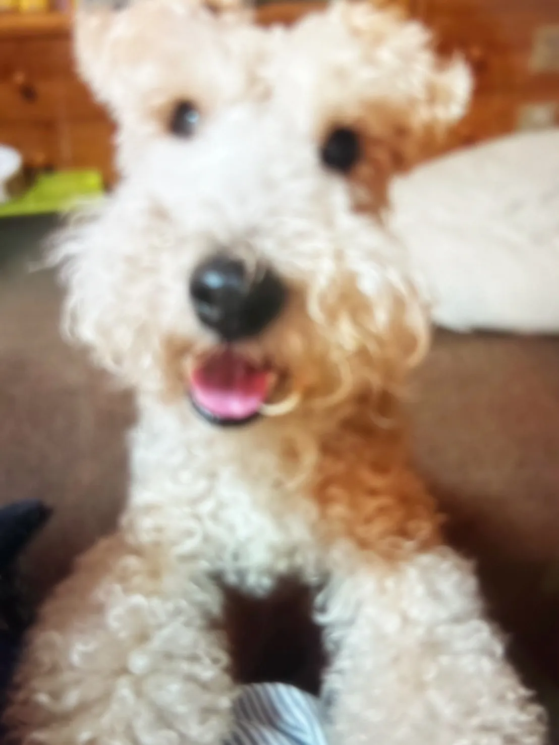 シュンくん（12月で15歳／テリアMIX）