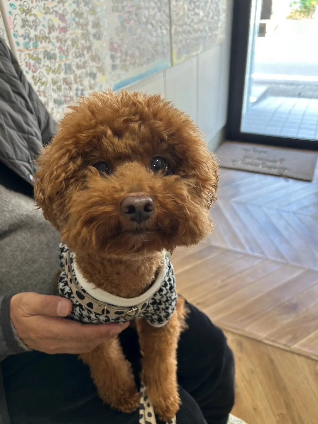 【ご来店ありがとうございます🌿】琥珀くん(トイプードル 5歳...