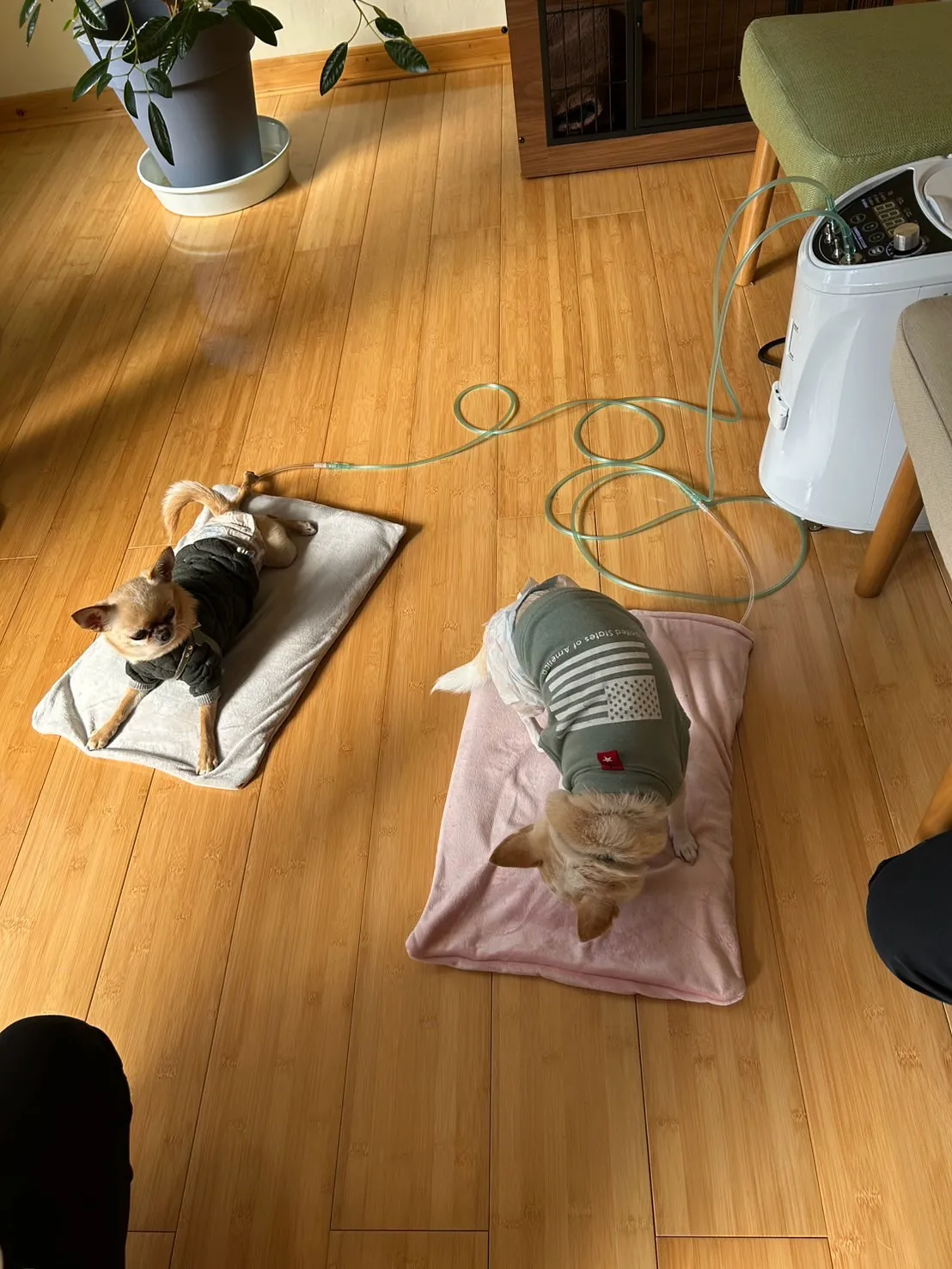 ふうりんはなうたちゃん・うりいとちゃん・こたろうくん。