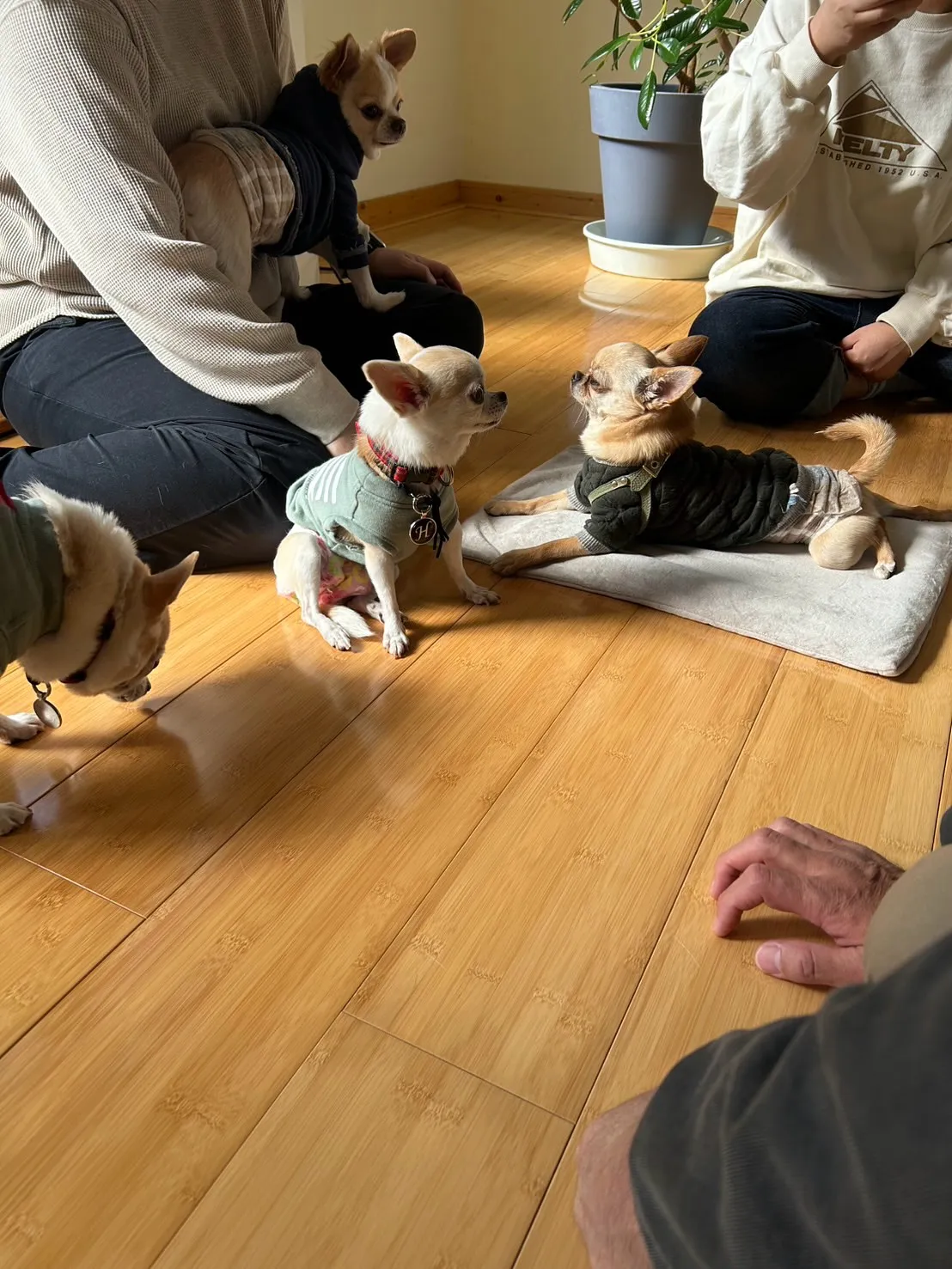 ふうりんはなうたちゃん・うりいとちゃん・こたろうくん。