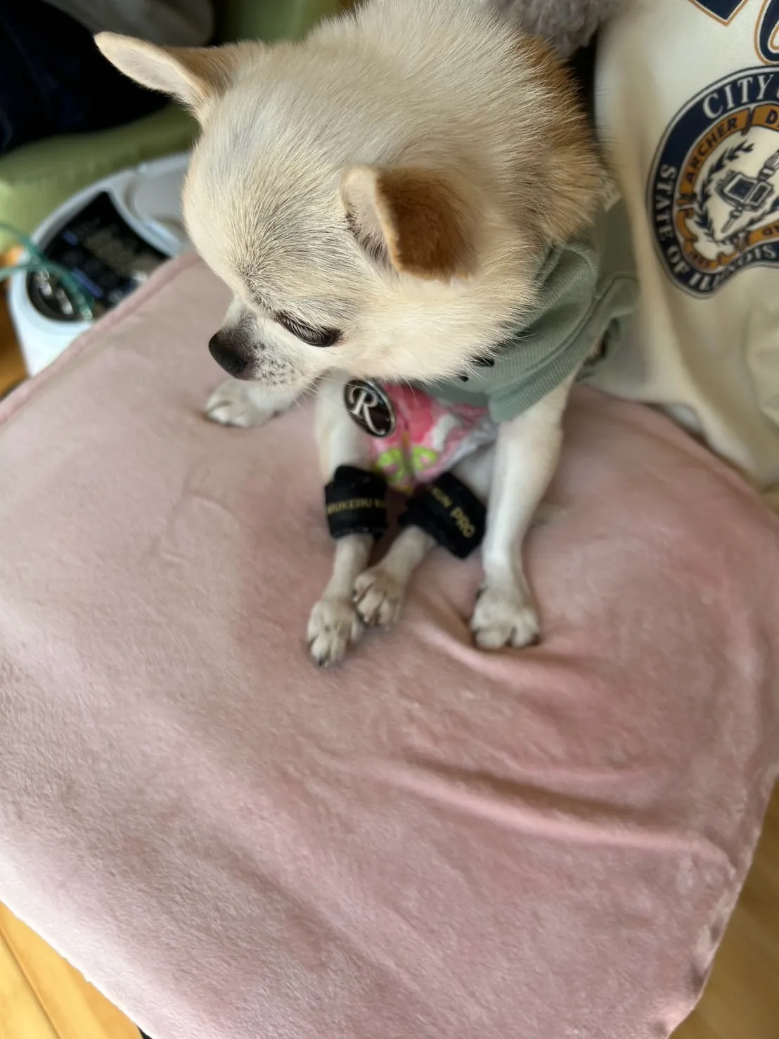 ふうりんはなうたちゃん・うりいとちゃん・こたろうくん。