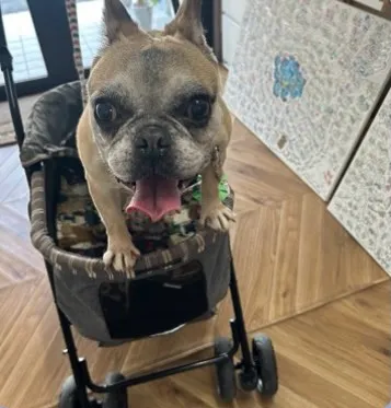 【ご来店ありがとうございます🍘🌿】みいとちゃん(フレブル)&...