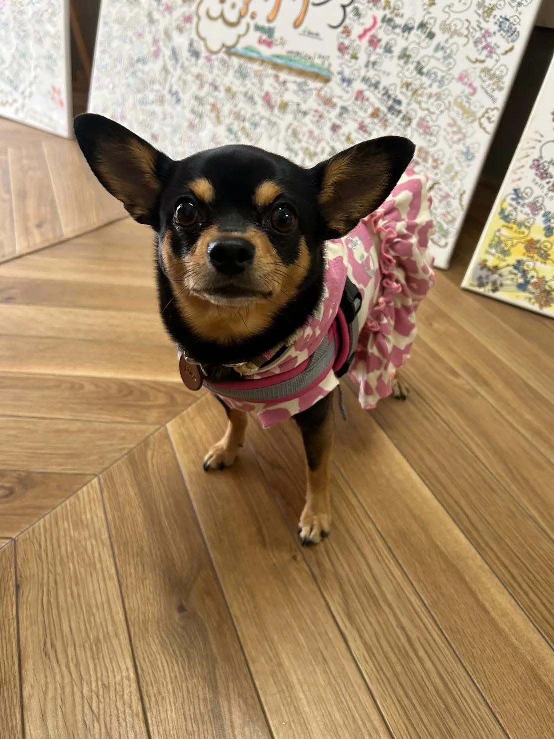 【ご来店ありがとうございます🌿】ちこちゃん＆ベビちゃん（保育...