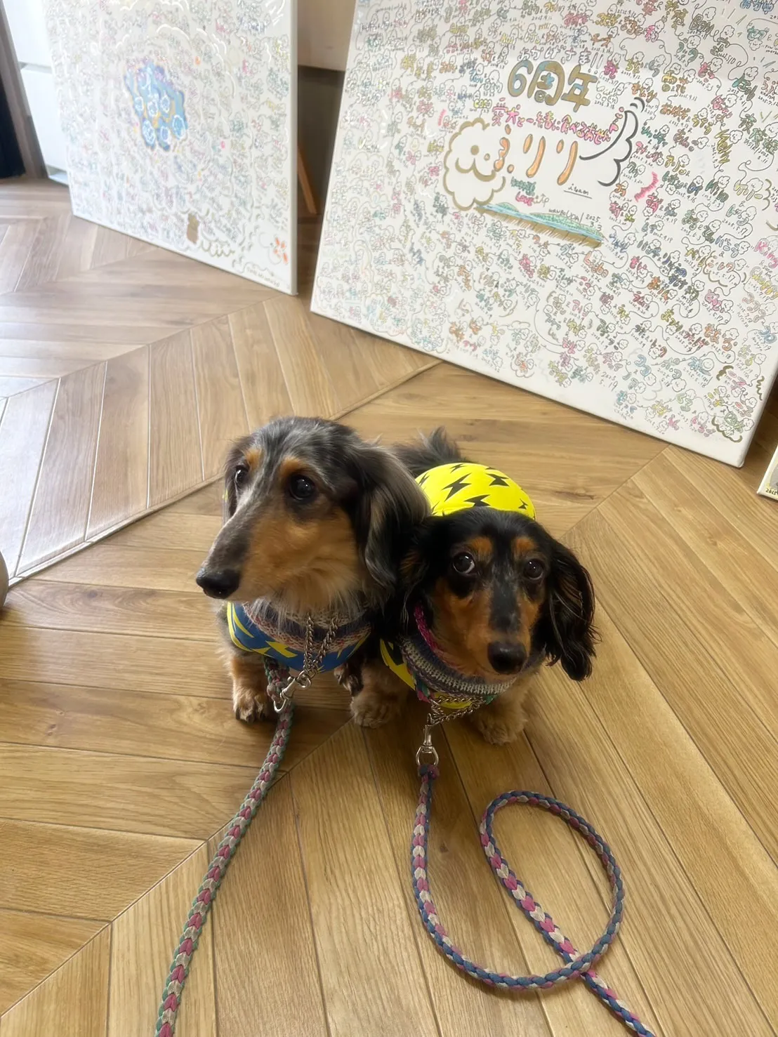 こはたくん(9歳)&春太くん(7歳)ふりりにご来店。