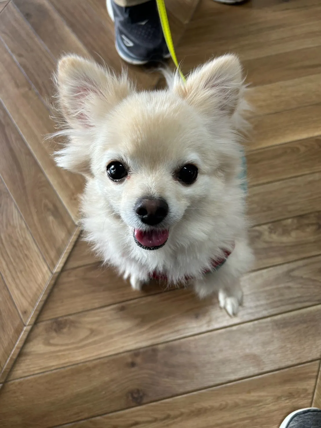 タムくん(ポメチワ・4歳)ふりりにはじめてご来店いただきまし...