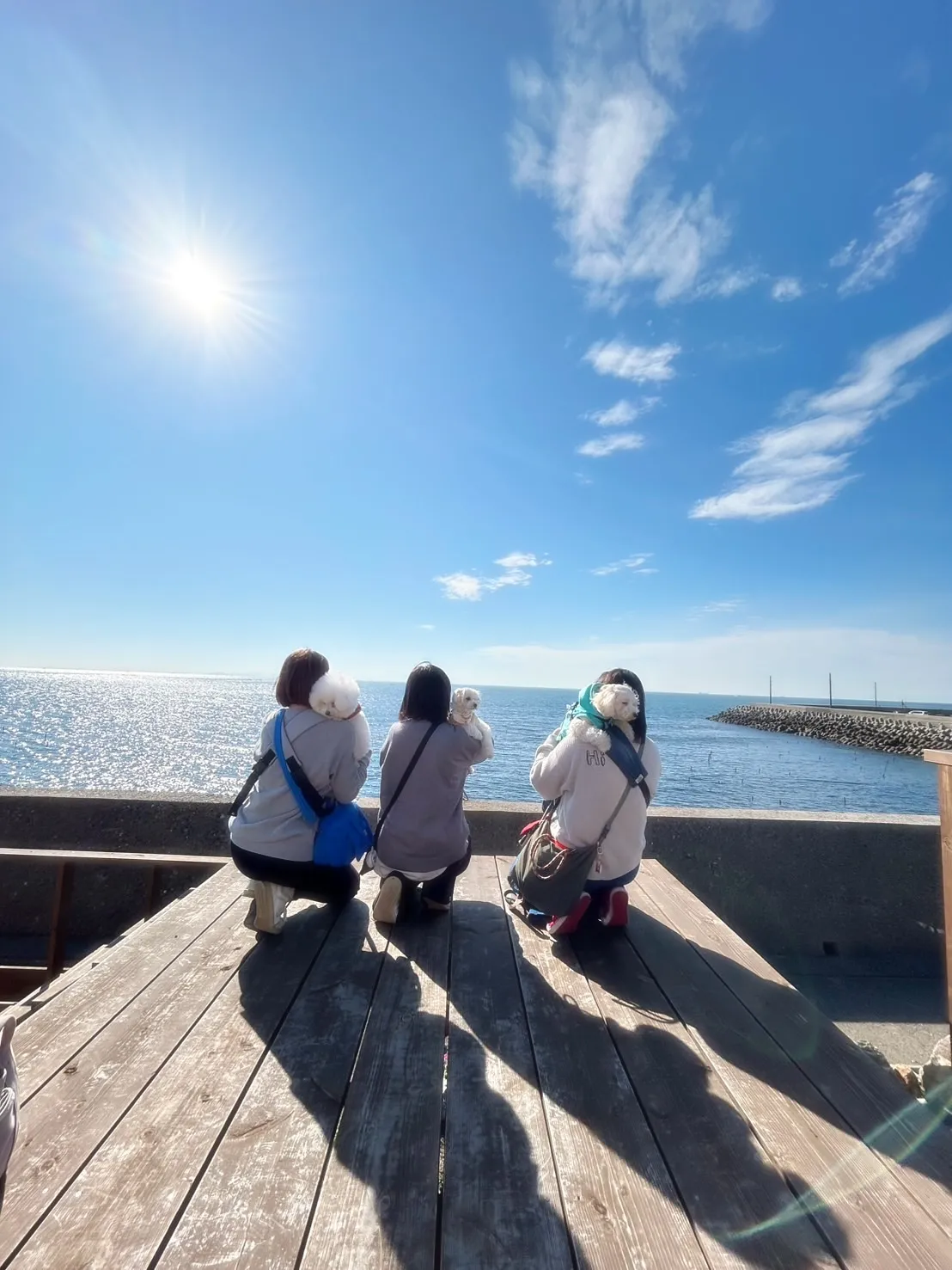 まめ福ちゃん（ビション3歳）＆すごろくくん（マルプー3歳）＆...