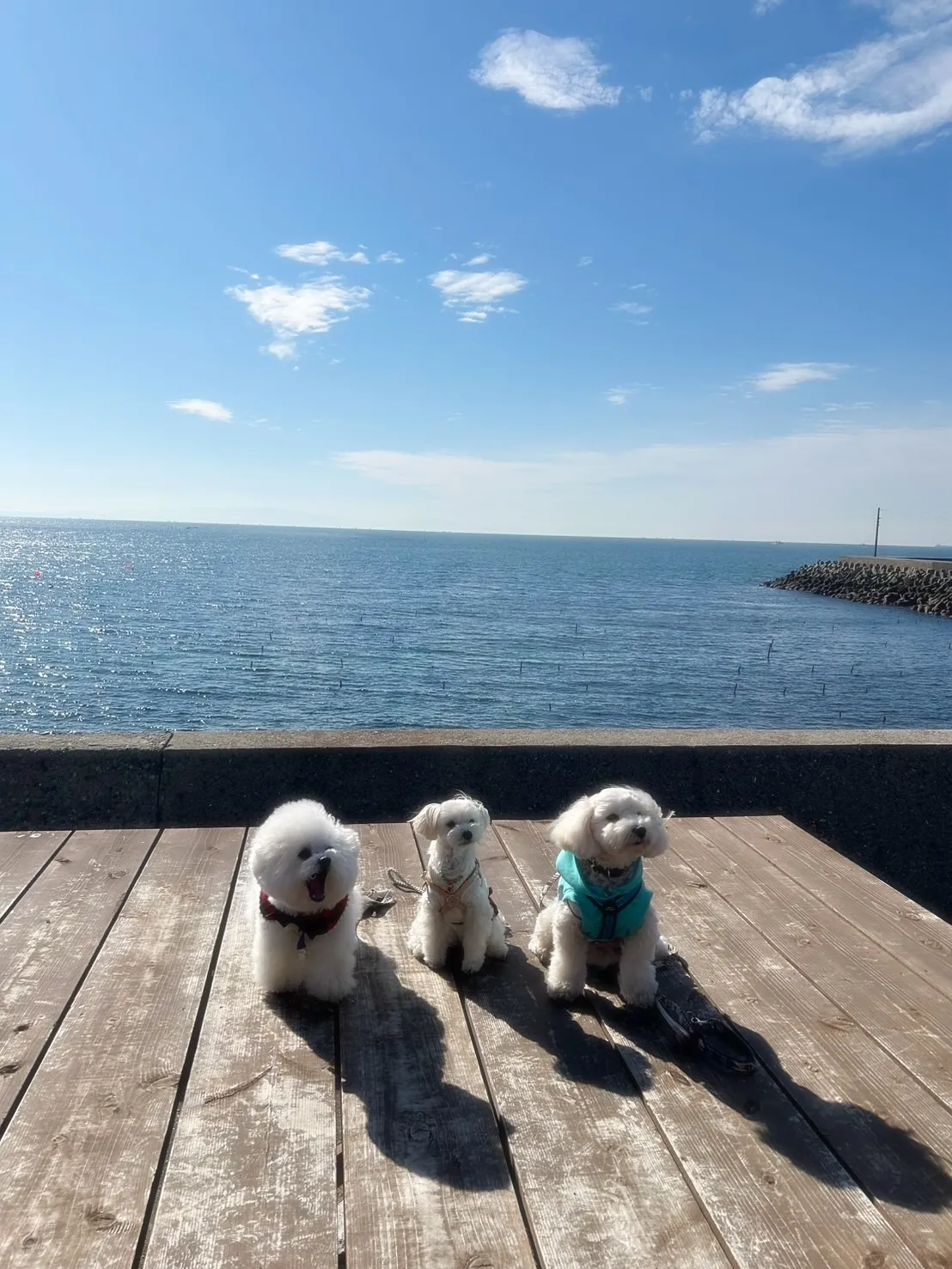 まめ福ちゃん（ビション3歳）＆すごろくくん（マルプー3歳）＆...