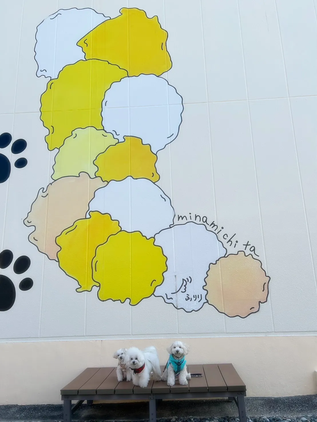 まめ福ちゃん（ビション3歳）＆すごろくくん（マルプー3歳）＆...