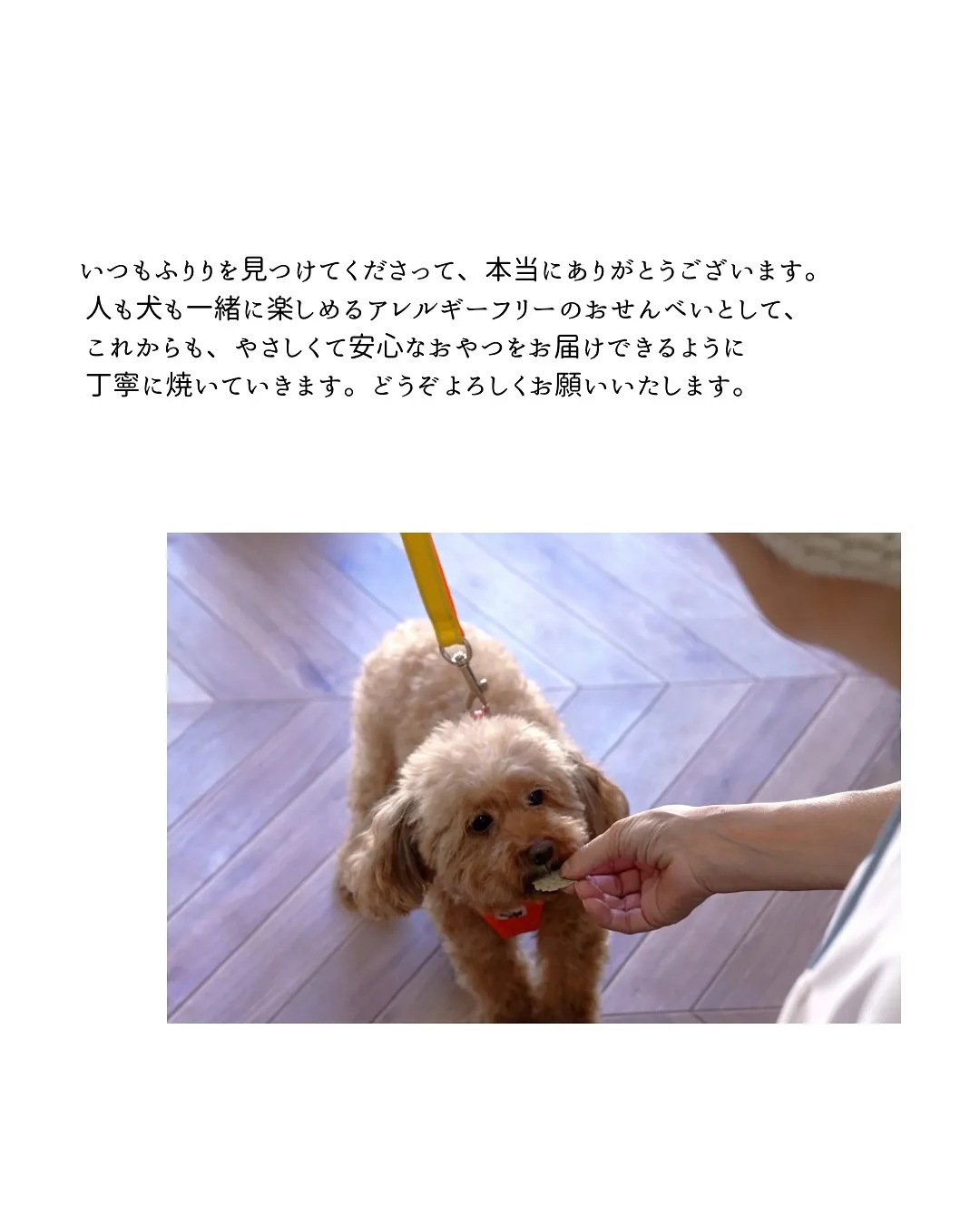 ふりりのおせんべい在庫についてのお知らせです🍘🐶
