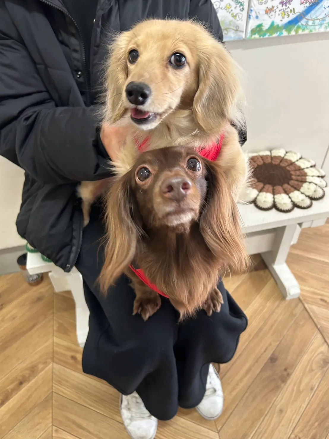 ピノちゃん＆ポテトちゃん🐶🐶ご来店です。