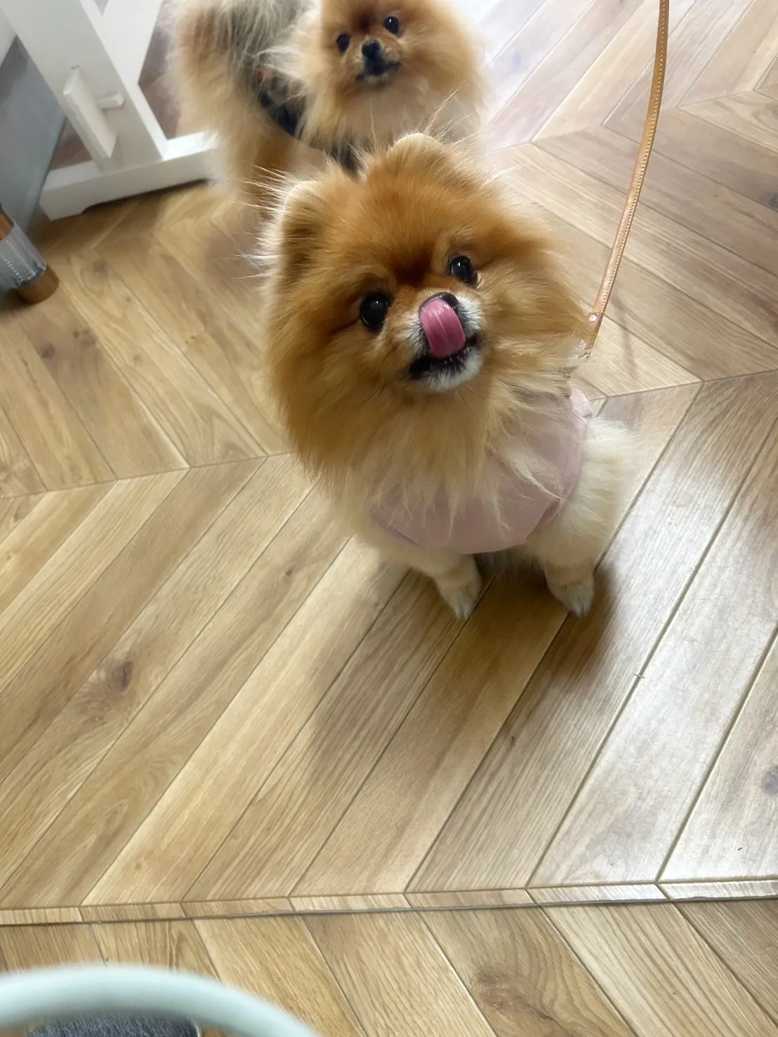 ルルちゃん&ハンクくん🐶🐶おせんべいも美味しく食べてくれて、...