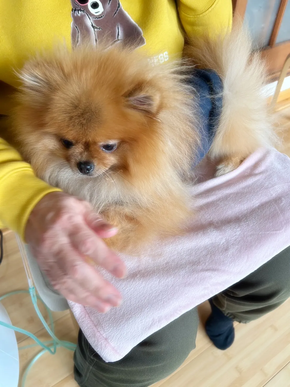 ルルちゃん&ハンクくん🐶🐶おせんべいも美味しく食べてくれて、...