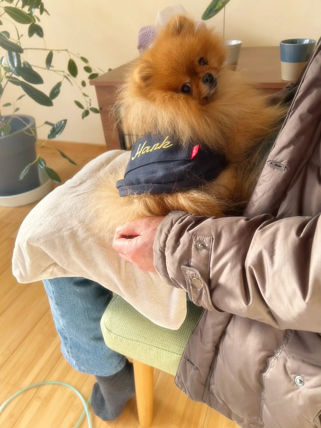 ルルちゃん&ハンクくん🐶🐶おせんべいも美味しく食べてくれて、...